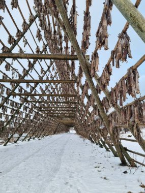 Norveç 'teki Lofoten Adaları' ndaki bir rafta hava kurutma ürünleri.