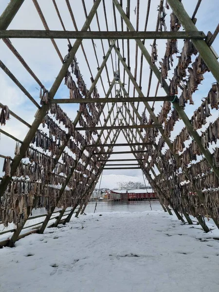 Norveç Lofoten Adaları 'ndaki morina kurutma tesisi.