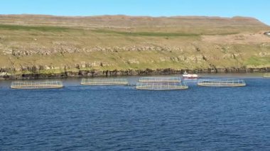 Faroe Adaları fiyortlarındaki somon çiftlikleri..