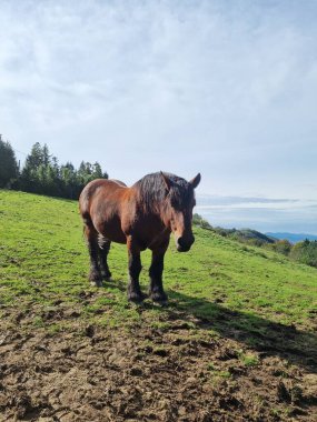 Okyanus kıyısındaki yeşil çayırlarda otlayan atlar, Liencres doğal parkı, Cantabria, İspanya.