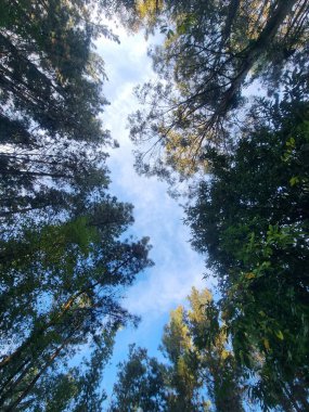 Okaliptüs ormanı İspanya Galiçya