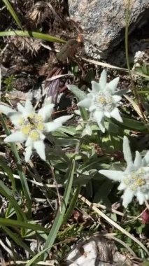 Alplerde açan Edelweiss Çiçeği, Avrupa Dağ Manzarası 'nda nadir görülen Alp Çiçeği