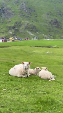 Lofoten Adaları, Norveç 'te Yeşil Çimlerde Otlanan İki Kuzulu Koyun