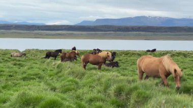 İzlanda 'da Yeşil Tarlalarda otlayan İzlandalı Atlar Sürüsü