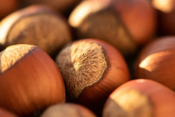 Close up of Hazelnut kernels - Food Frame Background, macro detailed close up.