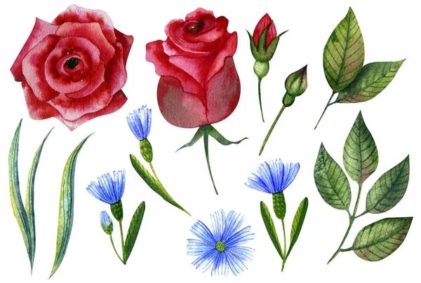 Aquarelle Dessinée Main Illustration Art Botanique Floral Ensemble Roses Rouges — Photo