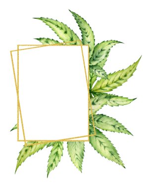 El çizimi suluboya çizimi. Botanik sanatı, yeşil kenevir yaprakları. Esrar yapraklı altın çerçeve