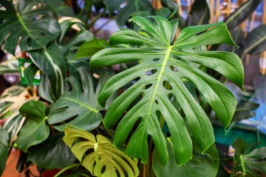 Büyük yeşil canavar yaprağına yakın plan, delikli, botanik bahçesi. Fabrikanın satışı. 8 Mart Sevgililer Günü, Anneler Günü için bir hediye..