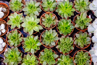 Güzel bir iç mekan bitkisi sulu, echeveria, üst manzara. Kahverengi plastik kaplarda küçük bitkiler. 8 Mart Sevgililer Günü ve Anneler Günü için bir hediye..
