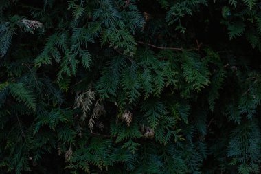 Yeşillik bir thuja bitkisinin dalına yakın çekim. Bir Noel bitkisinin dalı.