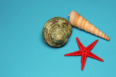 Mavi arka planda deniz kabukları