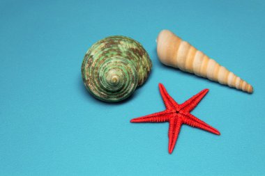 Mavi arka planda deniz kabukları