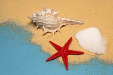 Mavi arka planda deniz kabukları