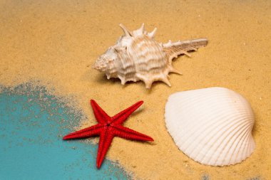 Mavi arka planda deniz kabukları