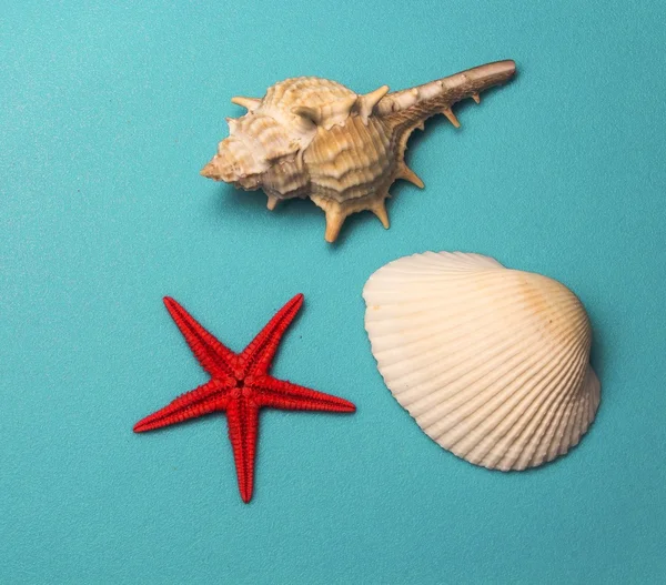 Mavi arka planda deniz kabukları