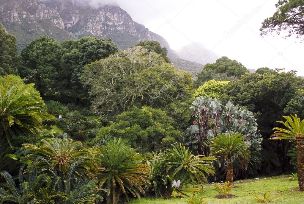 Landscape In Republic Of South Africa Kirstenbosh Botanical Ga