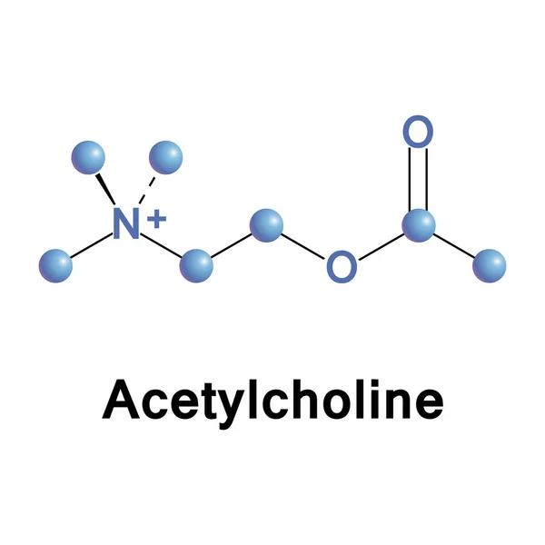 Molekularna struktura acetylocholiny — Wektor stockowy