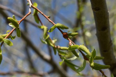 arka planda söğüt dalı yayında uğur böceği
