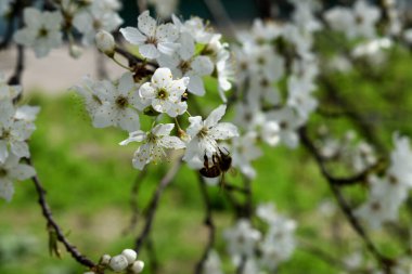 Narin beyaz çiçekleri ve arısı olan çiçek açan bir ağacın narin bahar dalları.
