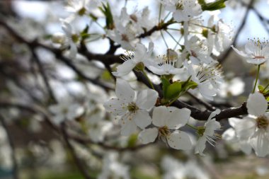 Narin beyaz çiçekleri olan, çiçek açan bir ağacın güzel, narin bir bahar dalı.