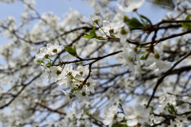 Gökyüzüne karşı narin beyaz çiçekleri olan çiçek açan bir ağacın güzel narin bir bahar dalı.