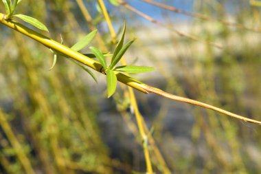 ince söğüt dalı bahar arkaplan arkaplanı bahar arkaplanı