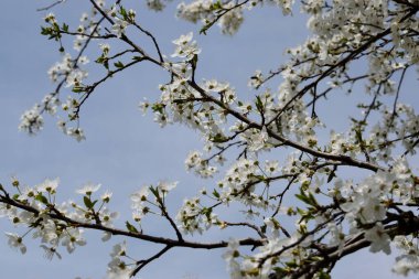 Narin beyaz çiçekli, çiçek açan bir ağacın narin bahar dalları. 