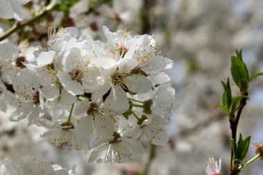 Narin beyaz çiçekli, çiçek açan bir ağacın narin bahar dalları. 