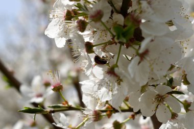 Narin beyaz çiçekli, çiçek açan bir ağacın narin bahar dalları. 