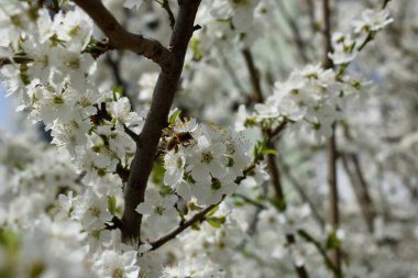 Narin beyaz çiçekli, çiçek açan bir ağacın narin bahar dalları. 