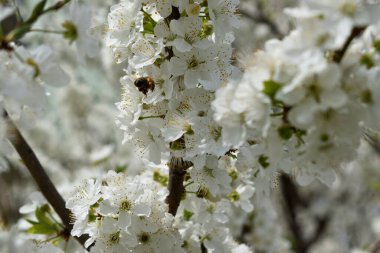 Narin beyaz çiçekli, çiçek açan bir ağacın narin bahar dalları. 