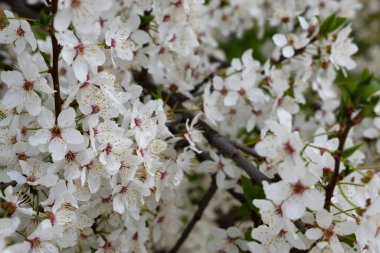 Narin beyaz çiçekli, çiçek açan bir ağacın narin bahar dalları. 