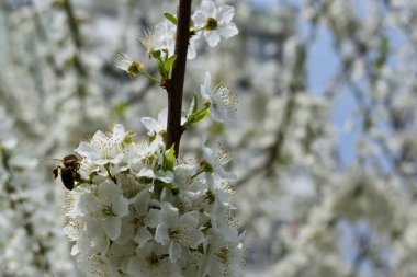 Narin beyaz çiçekli, çiçek açan bir ağacın narin bahar dalları. 