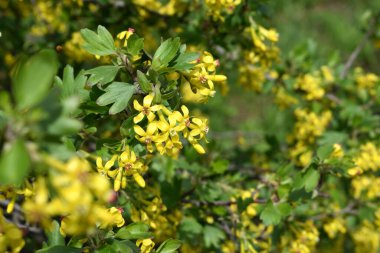 Sarı küçük çiçekli güzel bahar dalları