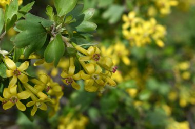 Sarı küçük çiçekli güzel bahar dalları