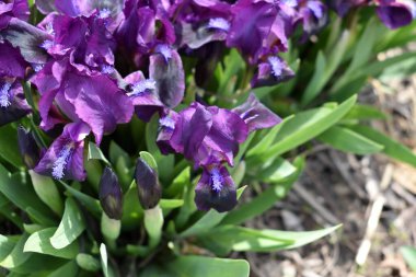 bahar arkaplanı yeşil yapraklı güzel iris çiçekleri.