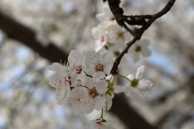 narin beyaz çiçeklerle çiçek açan ağaç dallarının bahar arkaplanı