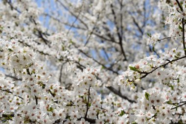 narin beyaz çiçeklerle çiçek açan ağaç dallarının bahar arkaplanı