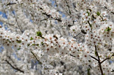 çiçek açan meyve ağacının narin beyaz çiçekli bahar arkaplan dalı