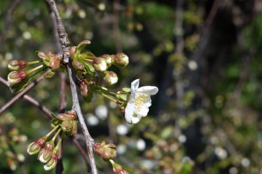 narin beyaz çiçekleri olan çiçek açan bir ağacın dallarının arka planında