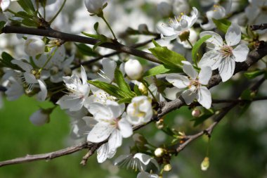 Tomurcukları ve çiçekleri olan güzel bahar dalları