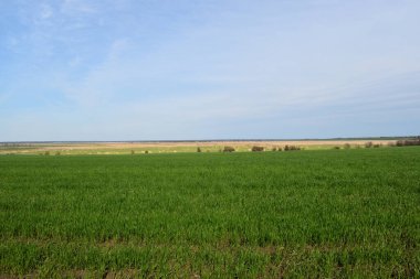 manzara yeşil çimen alanı ve mavi gökyüzü