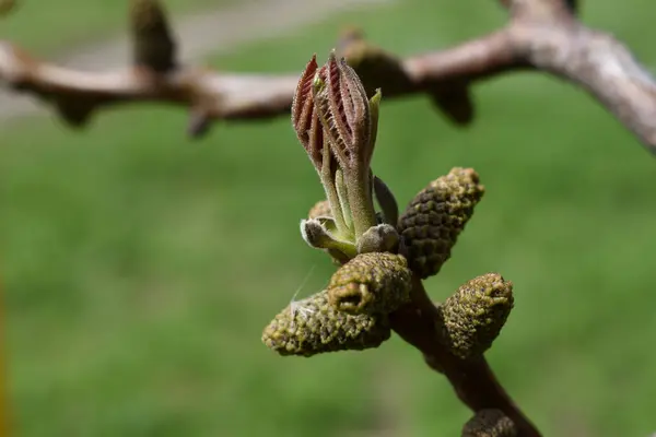 Красива Весняна Гілка Листковими Бруньками — стокове фото