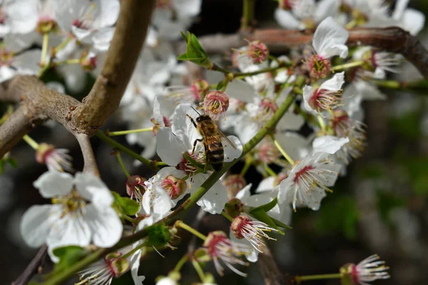 Schöner Zarter Frühlingszweig Eines Blühenden Baumes Mit Zarten Weißen Blüten — Stockfoto