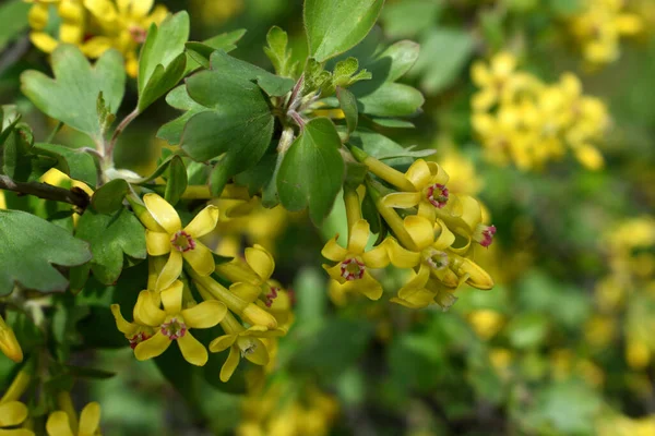 Sarı küçük çiçekli güzel bahar dalları