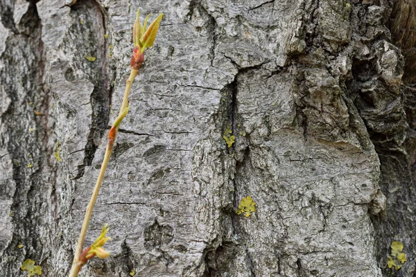 Cienka Gałąź Tle Tekstury Kory Drzewa — Zdjęcie stockowe