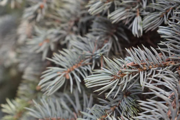 beautiful coniferous tree branches background