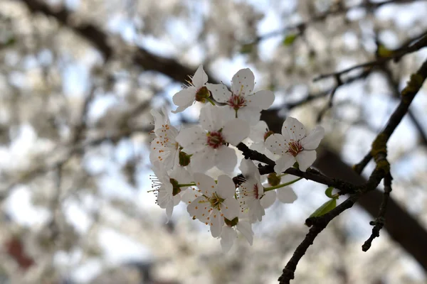 Весняний Фон Квітучих Гілок Дерева Ніжними Білими Квітами — стокове фото