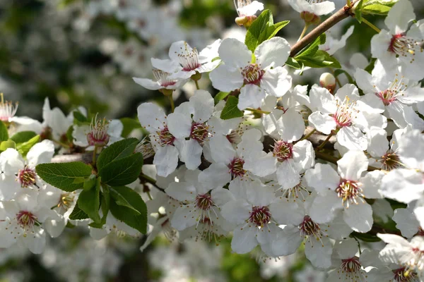 çiçek açan meyve ağacının narin beyaz çiçekli bahar arkaplan dalı