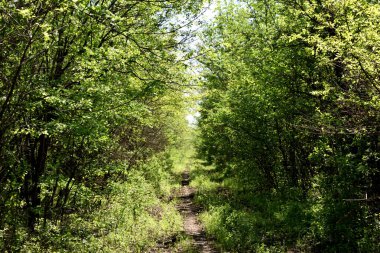 Güneş ışınlarında doğa ormanı yolu